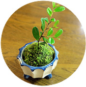 苔玉の小さな森づくり