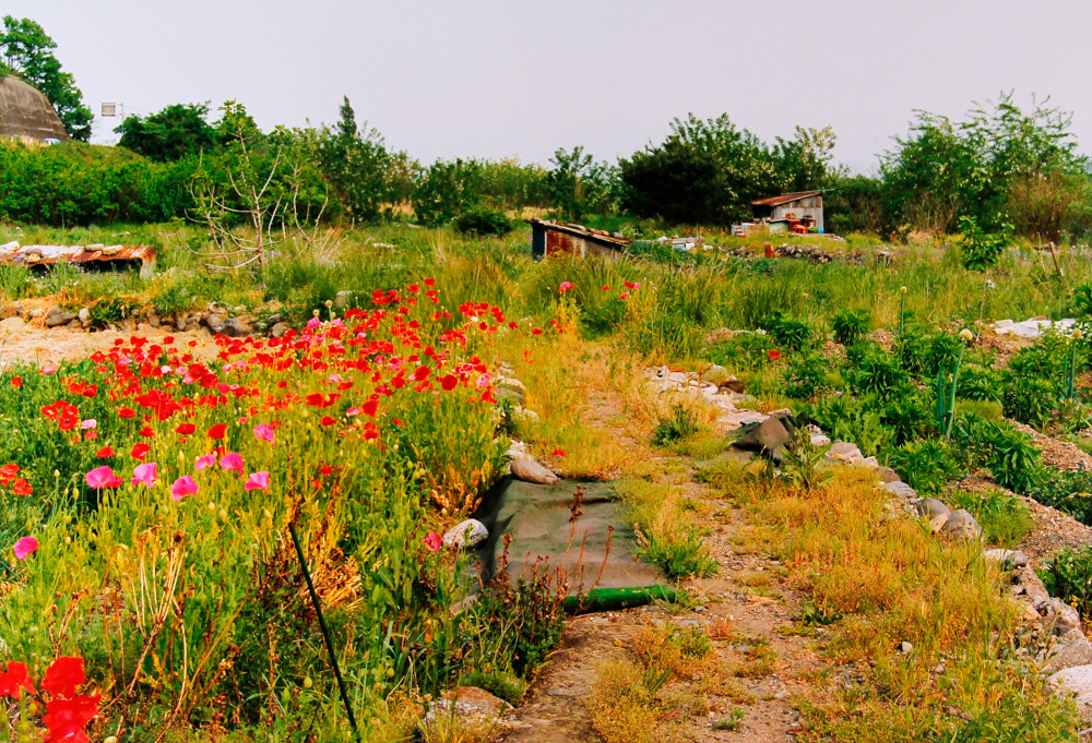 【コレクション展】
清野賀子《山梨（「Emotional Imprintings」より）》